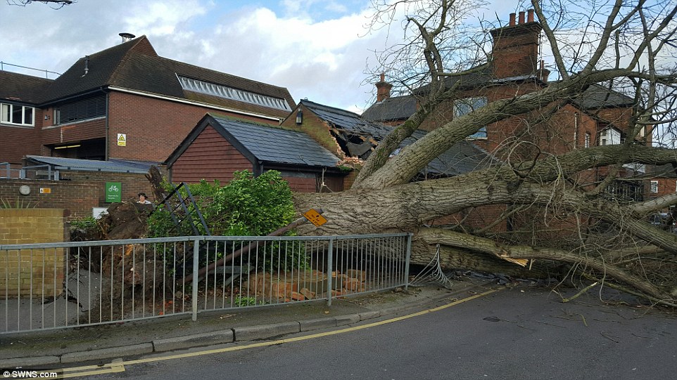 tree damage, storm, wind damage, storm claim, storm insurance claim, insurance claim